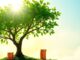 Money growing on a tree with a subtle background suggesting future growth.